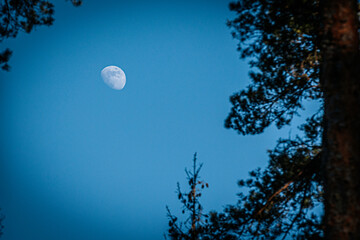 A bright, waxing gibbous moon is visible in a deep blue sky, framed by the silhouettes of tree...