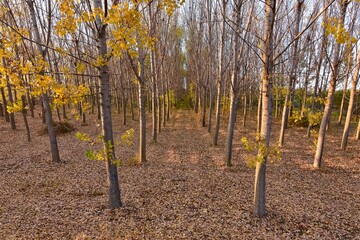 rural areas and landscapes. Autumn season and photos of trees and forests with yellowed leaves.