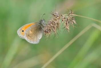 photos of butterflies feeding on flowers