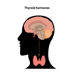 Thyroid gland: Medical anatomy, functions and hormones. Medicine and diagram