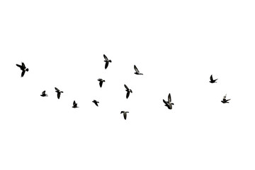birds flying transparent background
