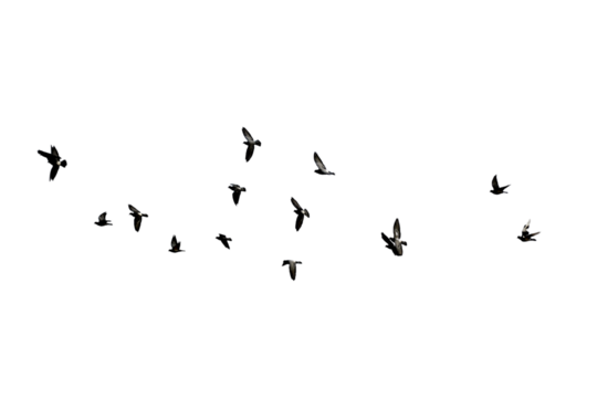 birds flying transparent background