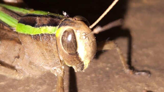 Grasshopper