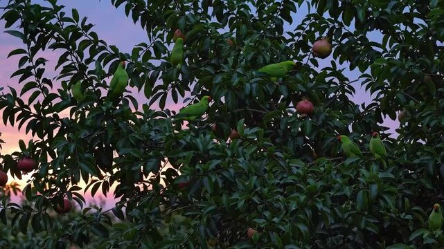 Several green parrots perched on a tree filled with pomegranates as the sun sets, casting a colorful twilight sky in the background.