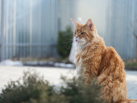 A red Maine Coon cat sitting in a garden during early spring. Close up.