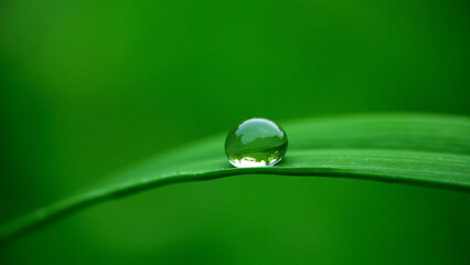 Water Droplet on Leaf in Nature