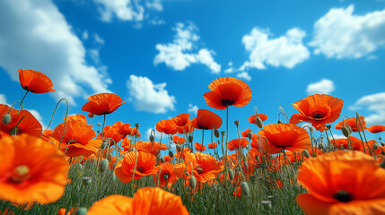 Obraz premium Fields of bright red poppies sway gently in the breeze under a vivid blue sky dotted with fluffy white clouds. This colorful display occurs during a sunny spring day, showcasing nature's beauty