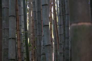Floresta de bambu de Arashiyama em Kyoto, Japão