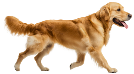 Adorable Full Body Portrait of a Happy Male Golden Retriever Walking with Leash in Studio Background isolated