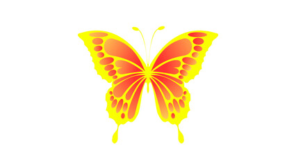 butterfly on white background