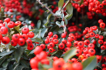 Obraz premium Red berries of Shepherdia silvery