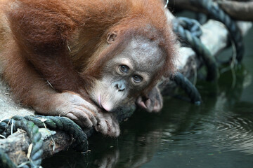 sumatran orangutan cub portrait © Vitezslav Halamka