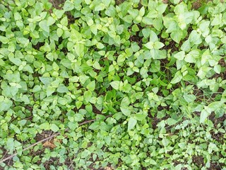 Dense Green Small-Leaf Ground Cover Texture (2)