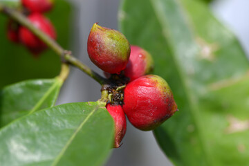 ファレリア・カピタタ