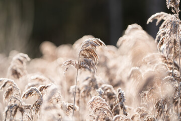 Landscape photo of a common reed (Phragmites australis) covered in frost and lit by winter sunlight in Sweden.