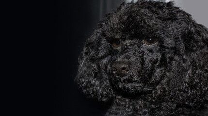 Close-up of a black toy poodle on a dark background. Thoughtful cute pet looks away. High quality photo