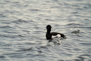 Tufted duck (Aythya fuligula) riding a wave in the stockholm archipelago.
