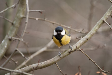 Obraz premium Great tit (Parus Major) looking toward the camera while perched on a branch in a thicket in Stockholm. Soft, brown background.