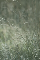 Green Meadow With High Grass