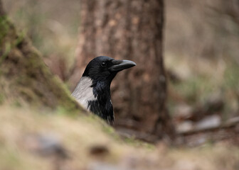 Curious hooded crow (Corvus cornix), peeking out from behind a tree trunk to look toward the...