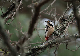 Great-spotted woodpecker (Dendrocopos major) standing out against a dark green forest in Stockholm, looking out into the surrounding woods.