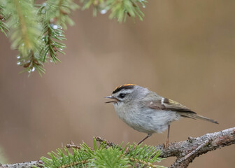 Golden-crowned Kinglet (Regulus satrapa), a very small songbird in the family Regulidae that lives throughout much of North America