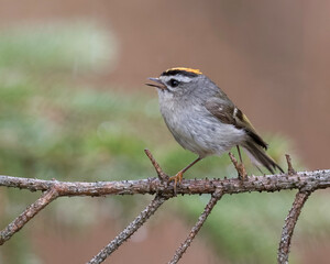 Golden-crowned Kinglet (Regulus satrapa), a very small songbird in the family Regulidae that lives throughout much of North America