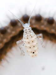 a closeup or macro image of paramecium caudatum on white background