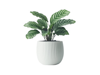 Obraz premium Calathea orbifolia showcasing stunning striped leaves in a modern white pot on a clean, bright background