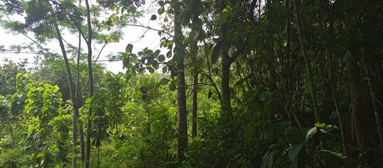 Lush Green Forest Canopy with Sunlight Filtering Through (2)