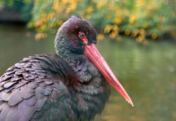 black stork ciconia