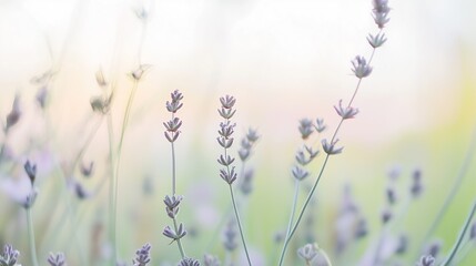 Lavender flowers in soft pastel light with a blurred background and gentle atmosphere