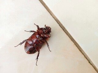 Oryctes rhinoceros or rhinoceros beetle or coconut rhinoceros beetle lying on the floor of the house. Flat lay