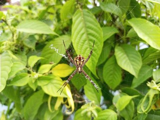 Argiope Spider in Web with Distinctive Yellow Markings (1)
