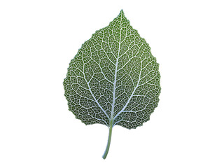 Intricate leaf vein detail against a dark background.  A stunning macro shot showcasing natures delicate artistry.