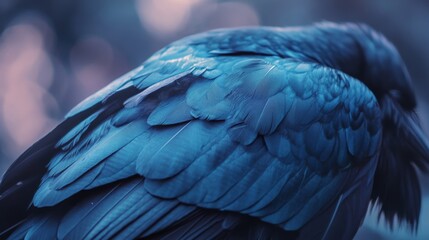 Obraz premium The iridescent blue feathers of a bird reflect a cool, mystical light, capturing the allure of avian beauty and nature's artistry.
