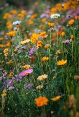 Obraz premium Vibrant Wildflower Meadow with Colorful Blooms and Lush Greenery Capturing the Essence of Nature's Beauty in Springtime Landscape