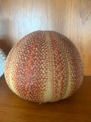 Sea animal round against wooden cabinet