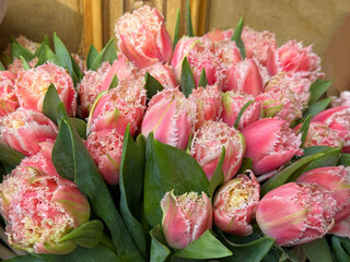Fringed tulips pink delicate flowers.