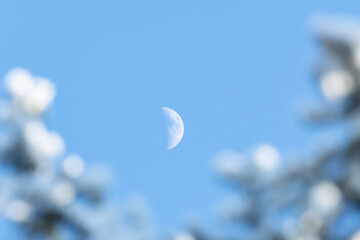First quarter moon, view through tree branches of bright moon in blue sky.