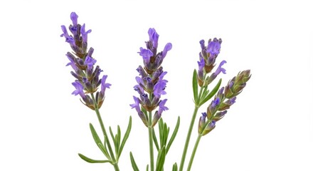 Obraz premium Close-Up of a Small Lavender Plant with Purple Blossoms