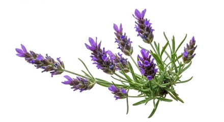 Fototapeta premium Photorealistic Close-Up of a Lavender Plant
