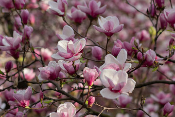 Pink flowers of magnolia serene in garden