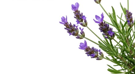 Fototapeta premium Close-up of a Small Lavender Plant with Purple Blossoms