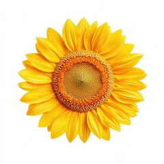 Fototapeta premium Bright Yellow Sunflower In Bloom: Nature's Vibrant Botanical Beauty. Isolated on white background