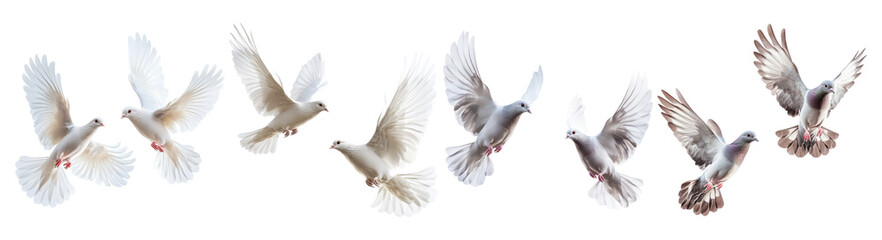 Sequence of White Birds in Flight Captured in Motion Against Sky, PNG bundle collection, Isolated on Transparent Background
