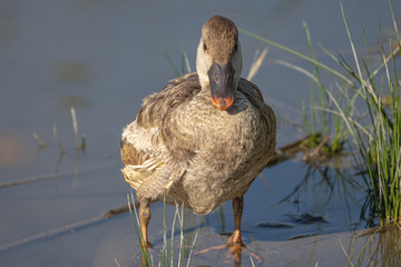 canard, en gros plan, dans un marais de Camargue (France)
