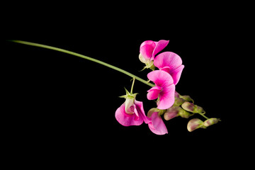 Lathyrus flowers isolated