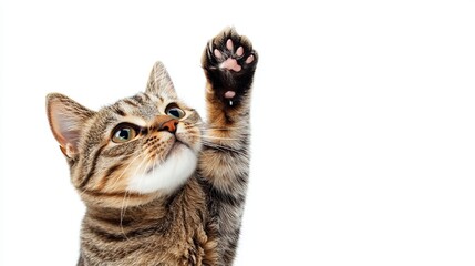Fototapeta premium A playful tabby cat raising its paw up in a funny, charming pose. The cat's expression is mischievous and endearing, set against a clean white background with plenty of copy space. 