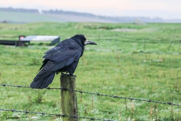 A raven sits on a fence post